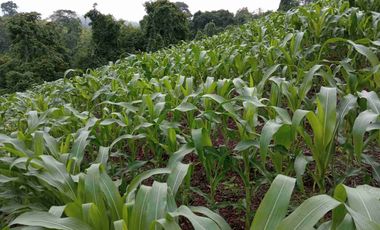 Hacienda de 123 Ha ' - Apta Para Agricultura y Ganadería - Crédito Banecuador 7x7 - 18 Km Via Guayaquil Nobol