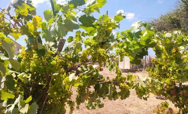 Venta De Hermosa Parcela En Lagunillas - Casablanca