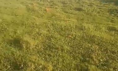 VENTA DE DOS  PARCELAS ,PANGUE ABAJO COMUNA SAN RAFAEL