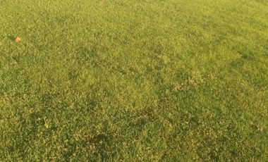 VENTA DE DOS  PARCELAS ,PANGUE ABAJO COMUNA SAN RAFAEL