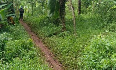 22 Ha Tanah Kebun di Sumur Bandung, Cipatat, Bandung Barat
