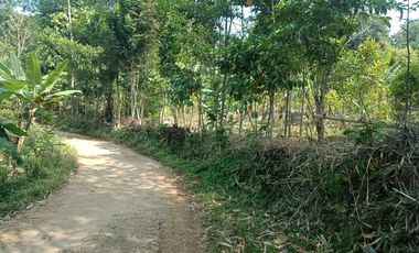 22 Ha Tanah Kebun di Sumur Bandung, Cipatat, Bandung Barat