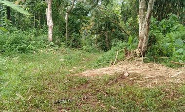 22 Ha Tanah Kebun di Sumur Bandung, Cipatat, Bandung Barat