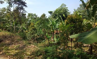 22 Ha Tanah Kebun di Sumur Bandung, Cipatat, Bandung Barat