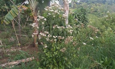 22 Ha Tanah Kebun di Sumur Bandung, Cipatat, Bandung Barat