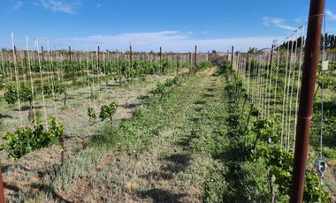 Vendo emprendimiento productivo o turistico en Doradillo,casa,quinta,galpon y viñedo boutique