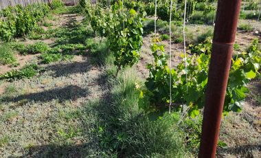 Vendo emprendimiento productivo o turistico en Doradillo,casa,quinta,galpon y viñedo boutique