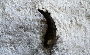 CASONA EN VENTA EN TEQUILA