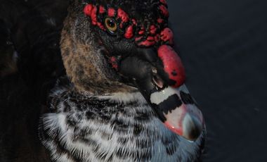 Terrenos de 1150 m² en venta en Vía a la Costa