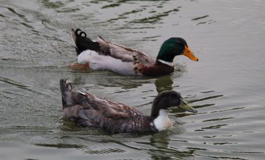 Terrenos de 1150 m² en venta en Vía a la Costa