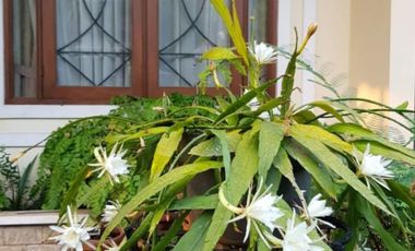 Jual Rumah Mewah Unfurnish Lokasi Strategis Dan Bebas Banjir Di Pondok Kelapa