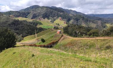 EL PUNTO DE PARTIDA PARA TU PROYECTO PRODUCTIVO EN ABEJORRAL : FINCA DE 7 CUADRAS