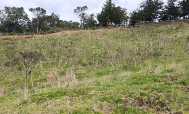 EL PUNTO DE PARTIDA PARA TU PROYECTO PRODUCTIVO EN ABEJORRAL : FINCA DE 7 CUADRAS