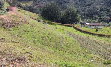 EL PUNTO DE PARTIDA PARA TU PROYECTO PRODUCTIVO EN ABEJORRAL : FINCA DE 7 CUADRAS