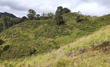 EL PUNTO DE PARTIDA PARA TU PROYECTO PRODUCTIVO EN ABEJORRAL : FINCA DE 7 CUADRAS