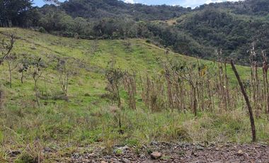 EL PUNTO DE PARTIDA PARA TU PROYECTO PRODUCTIVO EN ABEJORRAL : FINCA DE 7 CUADRAS