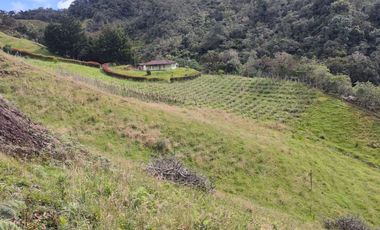 EL PUNTO DE PARTIDA PARA TU PROYECTO PRODUCTIVO EN ABEJORRAL : FINCA DE 7 CUADRAS