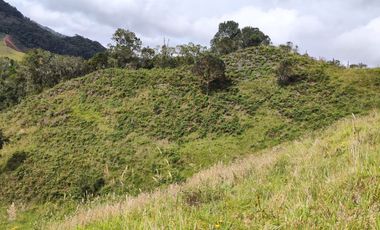 EL PUNTO DE PARTIDA PARA TU PROYECTO PRODUCTIVO EN ABEJORRAL : FINCA DE 7 CUADRAS