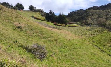 EL PUNTO DE PARTIDA PARA TU PROYECTO PRODUCTIVO EN ABEJORRAL : FINCA DE 7 CUADRAS