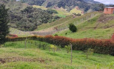 EL PUNTO DE PARTIDA PARA TU PROYECTO PRODUCTIVO EN ABEJORRAL : FINCA DE 7 CUADRAS