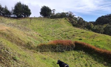 EL PUNTO DE PARTIDA PARA TU PROYECTO PRODUCTIVO EN ABEJORRAL : FINCA DE 7 CUADRAS