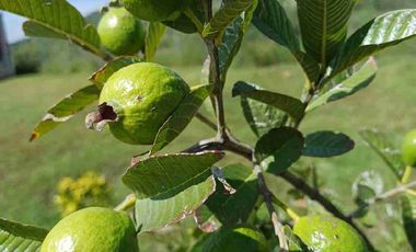SE VENDE TERRENO CON CASA CAMPESTRE ,EN COMPLEJO RUSTICO EL PEDERNAL, LOMAS DE JESUS MA. AGS.
