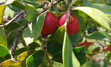 SE VENDE TERRENO CON CASA CAMPESTRE ,EN COMPLEJO RUSTICO EL PEDERNAL, LOMAS DE JESUS MA. AGS.