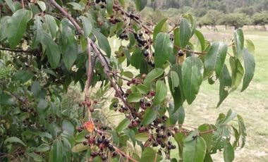 Liquidamos Ultima Parcela Orilla de Rio Santo Domingo $ 82.000.000.