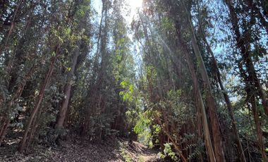 Parcela de 4,4 hectáreas Codigua Melipilla RM