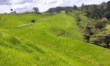 INVERSION CON FUTURO : FINCA LECHERA DE 16 CUADRAS, AGUA Y TOPOGRAFIA PERFECTA EN LA UNION