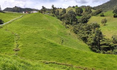 INVERSION CON FUTURO : FINCA LECHERA DE 16 CUADRAS, AGUA Y TOPOGRAFIA PERFECTA EN LA UNION