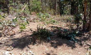 Parcela Utilizable plana con arboles