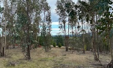 Parcela Utilizable plana con arboles