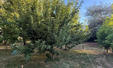 Casa en parcela de 6000M2 sector Los Robles camino a Coihueco Chillán