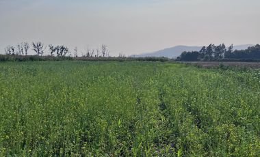 🌾 Campo Agrícola de 15 Hectáreas en Venta – Sector Codigua, Comuna de Melipilla 🌾