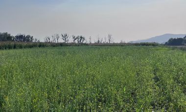 🌾 Campo Agrícola de 15 Hectáreas en Venta – Sector Codigua, Comuna de Melipilla 🌾