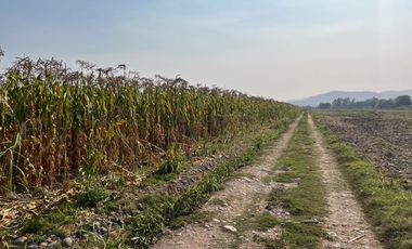 🌾 Campo Agrícola de 15 Hectáreas en Venta – Sector Codigua, Comuna de Melipilla 🌾