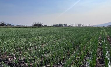 🌾 Campo Agrícola de 15 Hectáreas en Venta – Sector Codigua, Comuna de Melipilla 🌾