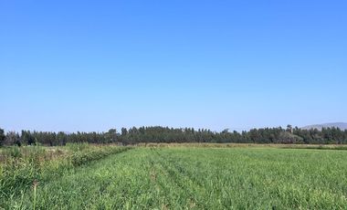 🌾 Campo Agrícola de 15 Hectáreas en Venta – Sector Codigua, Comuna de Melipilla 🌾
