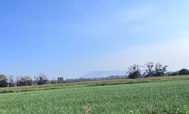 🌾 Campo Agrícola de 15 Hectáreas en Venta – Sector Codigua, Comuna de Melipilla 🌾