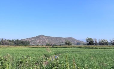 🌾 Campo Agrícola de 15 Hectáreas en Venta – Sector Codigua, Comuna de Melipilla 🌾