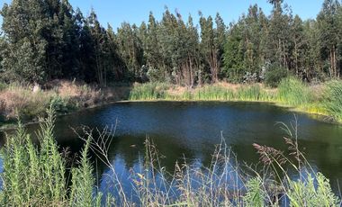 🌾 Campo Agrícola de 15 Hectáreas en Venta – Sector Codigua, Comuna de Melipilla 🌾