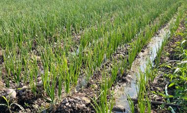 🌾 Campo Agrícola de 15 Hectáreas en Venta – Sector Codigua, Comuna de Melipilla 🌾