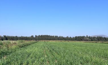 🌾 Campo Agrícola de 15 Hectáreas en Venta – Sector Codigua, Comuna de Melipilla 🌾