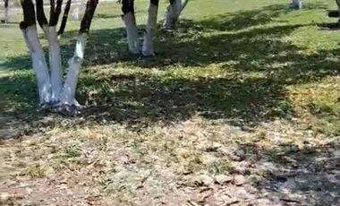 TERRENO HECTÁREAS EN VENTA