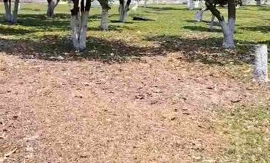 TERRENO HECTÁREAS EN VENTA