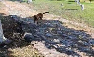 TERRENO HECTÁREAS EN VENTA