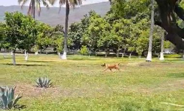 TERRENO HECTÁREAS EN VENTA