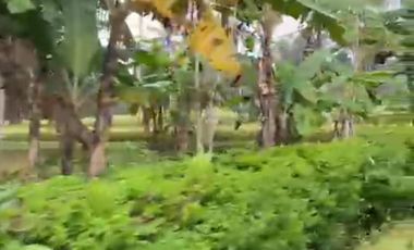 FOR SALE RUMAH DAN TANAH SANGAT LUAS VIEW GUNUNG IJEN  UDARA YANG BAGUS