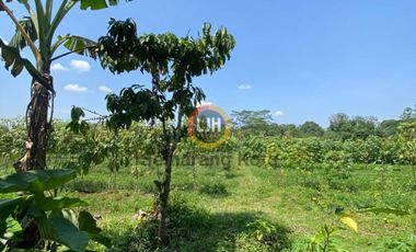 Kavling di Patean, Kendal